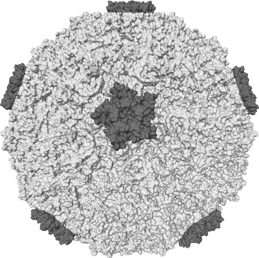 Musings of a Biologist and Dog Lover: The Common Cold
