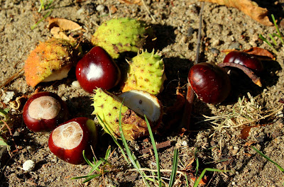 Come riconoscere le castagne matte