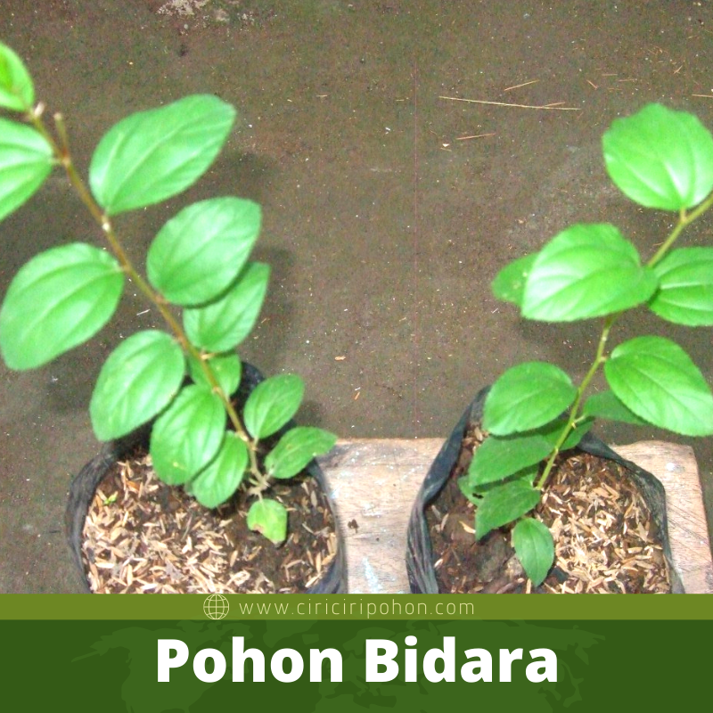 Bibit Pohon Bidara