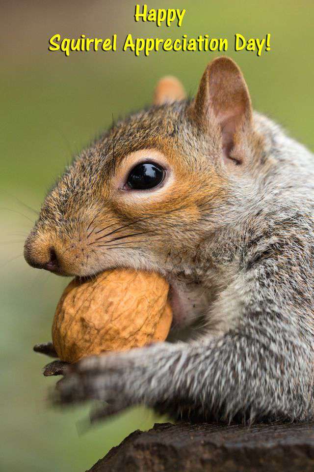 National Squirrel Appreciation Day Wishes Pics