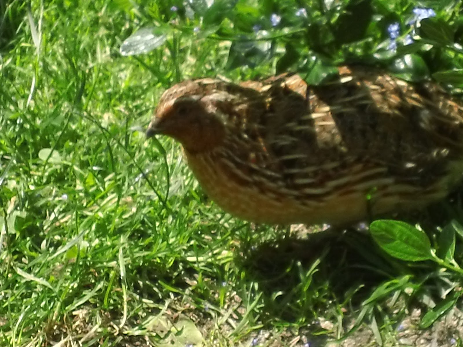 i love my quail: Live Your Best Life (quail)