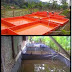 PANDUAN TENTANG TATA CARA BUDIDAYA IKAN LELE DI KOLAM TERPAL MAKALAH panduan-tentang-tata-cara-budidaya-ikan-lele-di-kolam-terpal-makalah