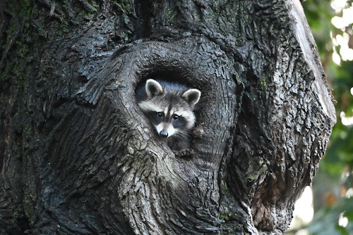 Urban Wildlife Guide: Raccoons