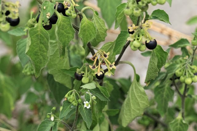 La hierba mora (Solanum nigrum L.)