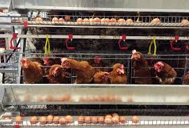 5 Cara Memulai Bisnis Ternak Ayam Petelur Yang Menguntungkan
