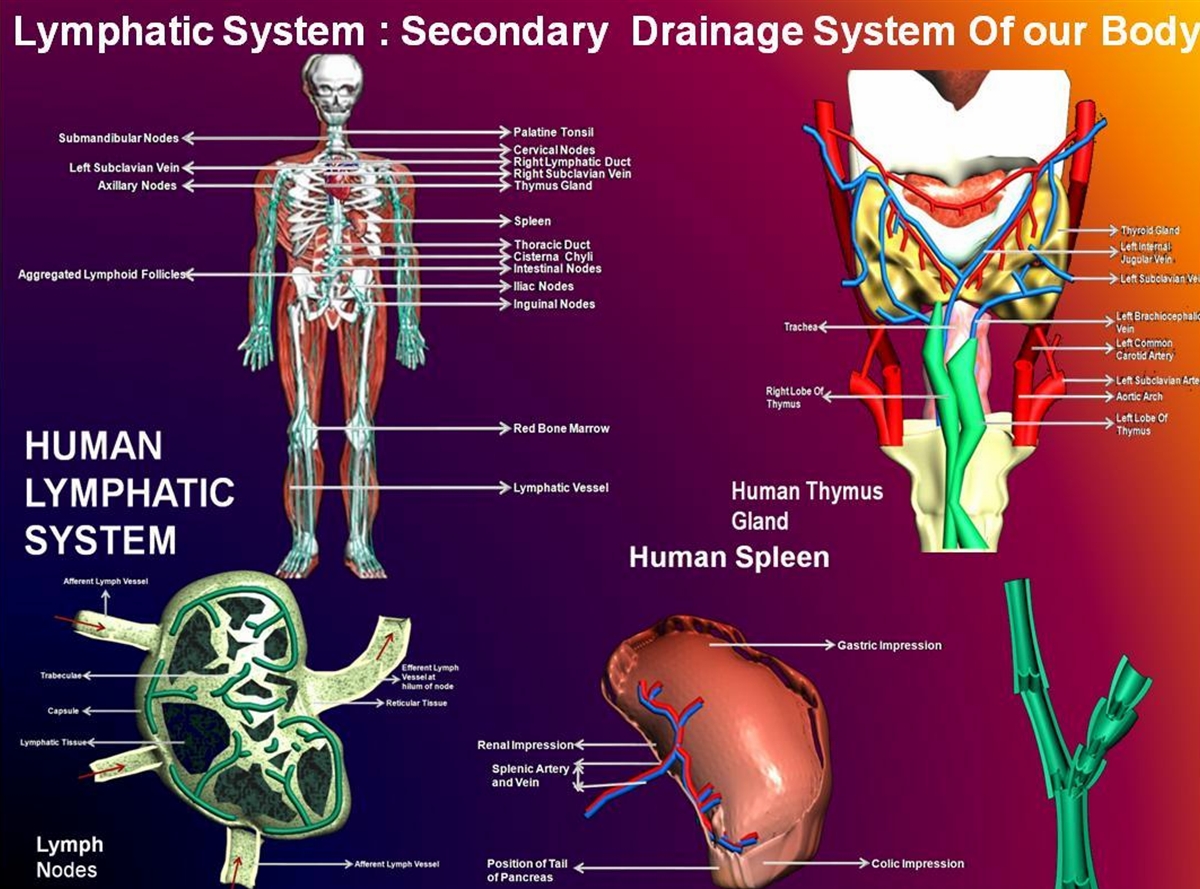 Secondary system. Анатомия человека стенд. Системы органов. Анатомия человека внутренние органы фото. Анатомия человека внутренние органы кровообращение.