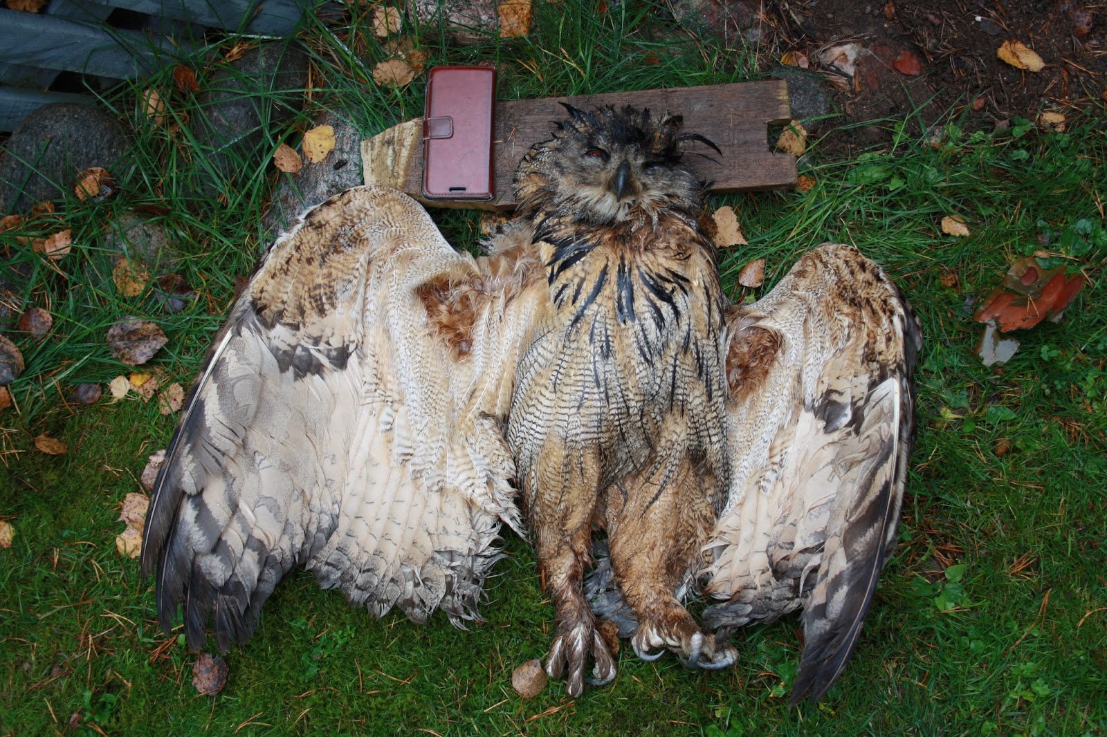 Milla Jovovich porno