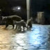 Δίκορφο – Αρκούδα βγήκε νυχτερινή βόλτα στο χωριό μαζί με τα μικρά της
