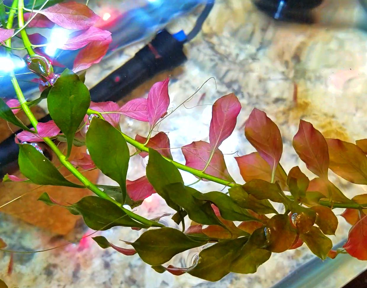 A GAMER'S WIFE 5 Tips for Starting Your First Planted Aquarium