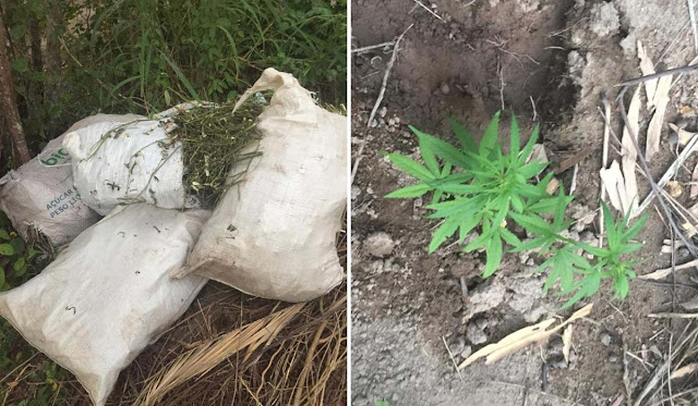Polícia Civil apreende cerca de 160 kg de maconha em Jacobina