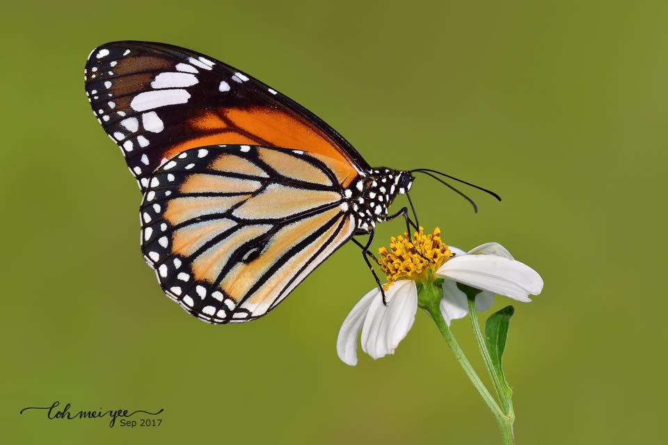 make photo of butterfly’s side