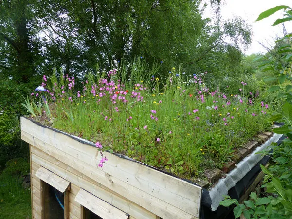 Devon Wildlife Trust. Meadow on shed roof in Chagford. Photo copyright Nicky Scott (All Rights Reserved)