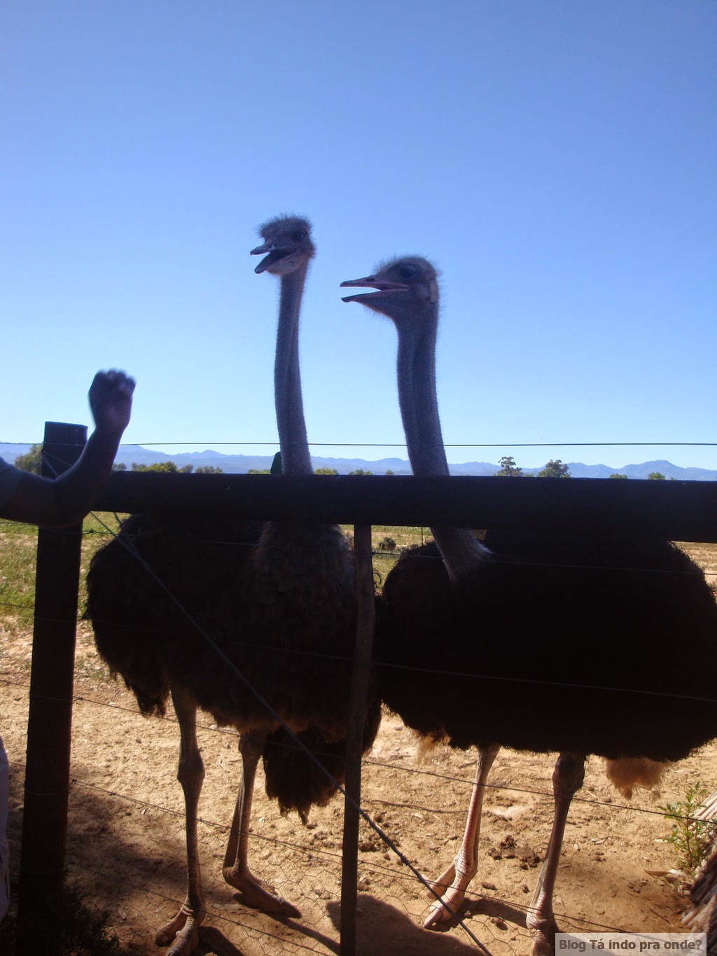 fazenda de avestruz na África do Sul