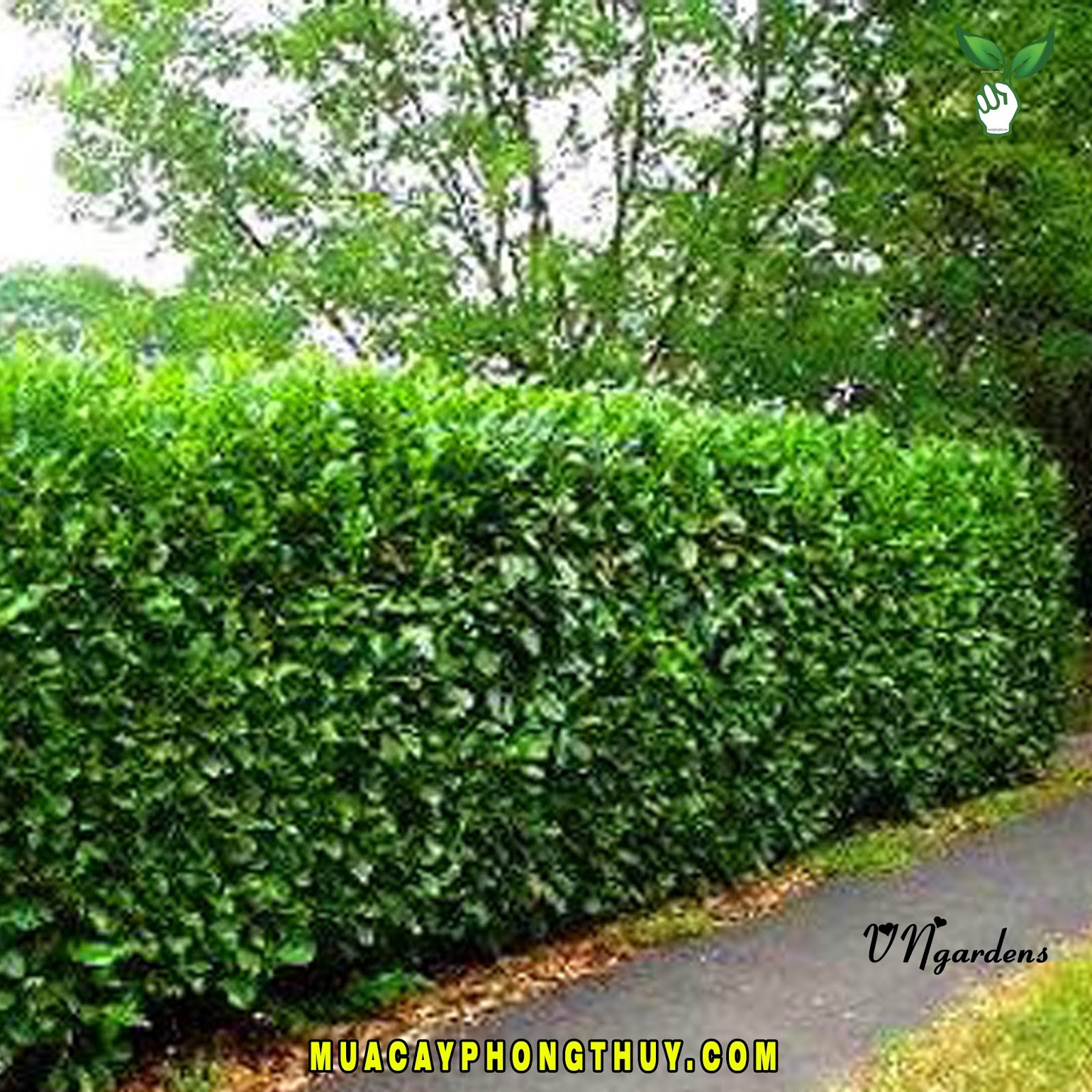 CÂY TRỒNG LÀM HÀNG RÀO ĐẸP NHẤT 2017 | MUA CÂY PHONG THỦY