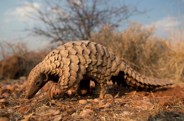 African Pangolin