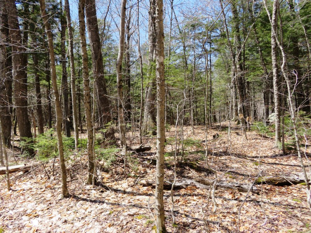 Outdoor Diversion Hall's Ledge Trail and Hutmen's Trail Loop Hike