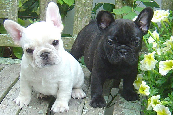 French Bulldog Puppies For Sale Qld : Registered French Bulldog Dog ...