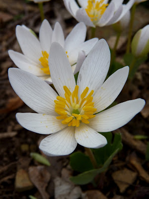 bloodroot dendroica flickr halesia garden plant flowers