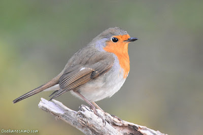 Pit-roig (Erithacus rubecula)