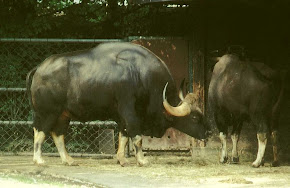 Gaur