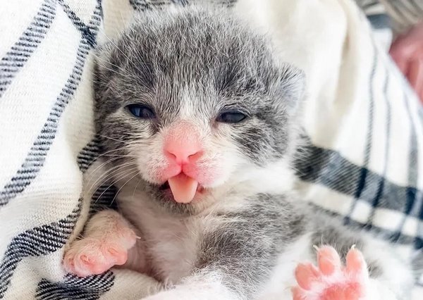 little cat little cat