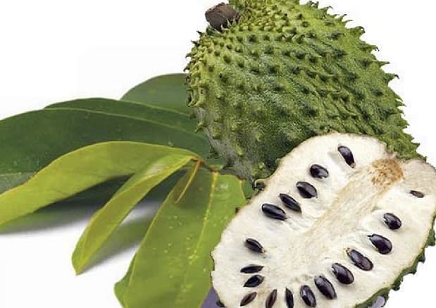 manfaat dari biji sirsak yang beracun