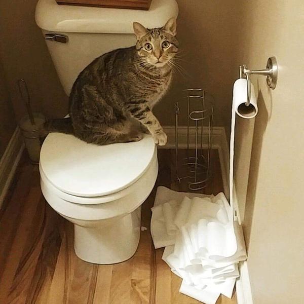 кот попался за разматыванием рулона