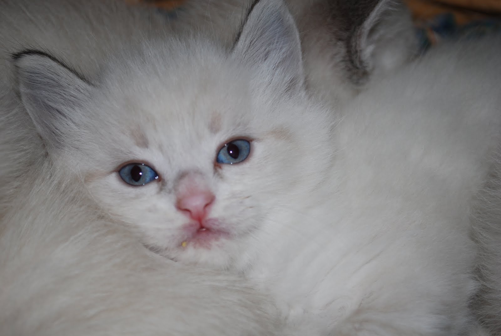 Brandalyn Marie Kittens 5 Weeks Old