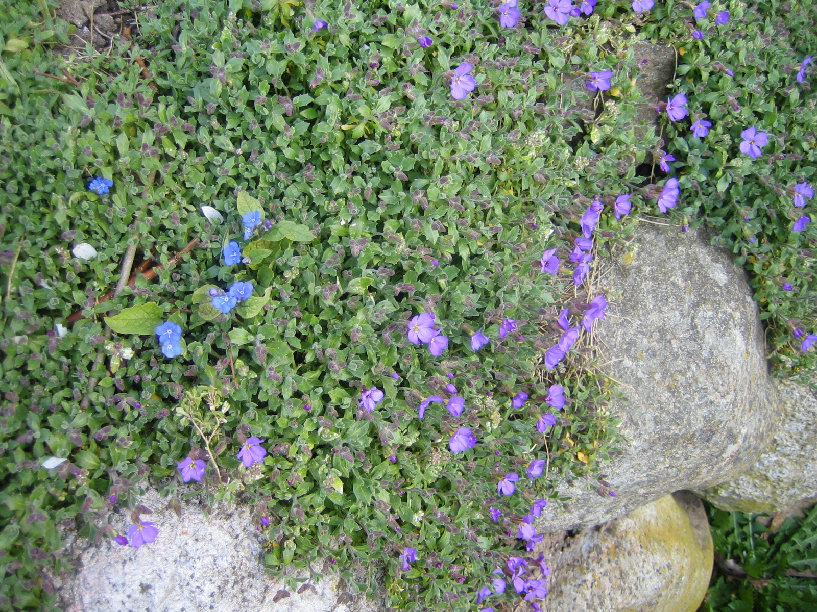 HufreheBlog Blaukissen