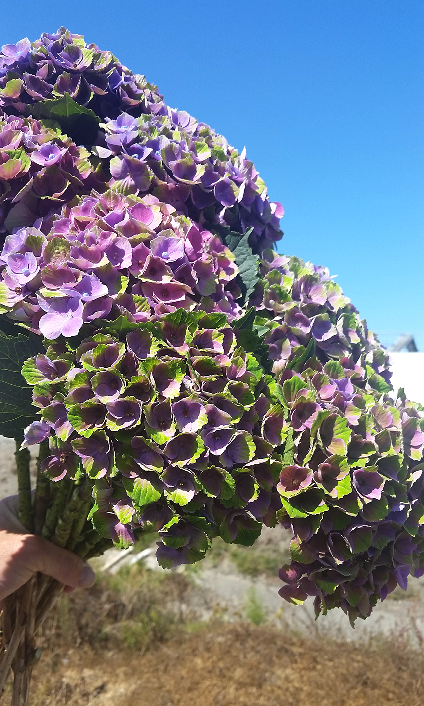 Rachel The Gardener Hydrangeas Time To Wrap Them Up For Winter