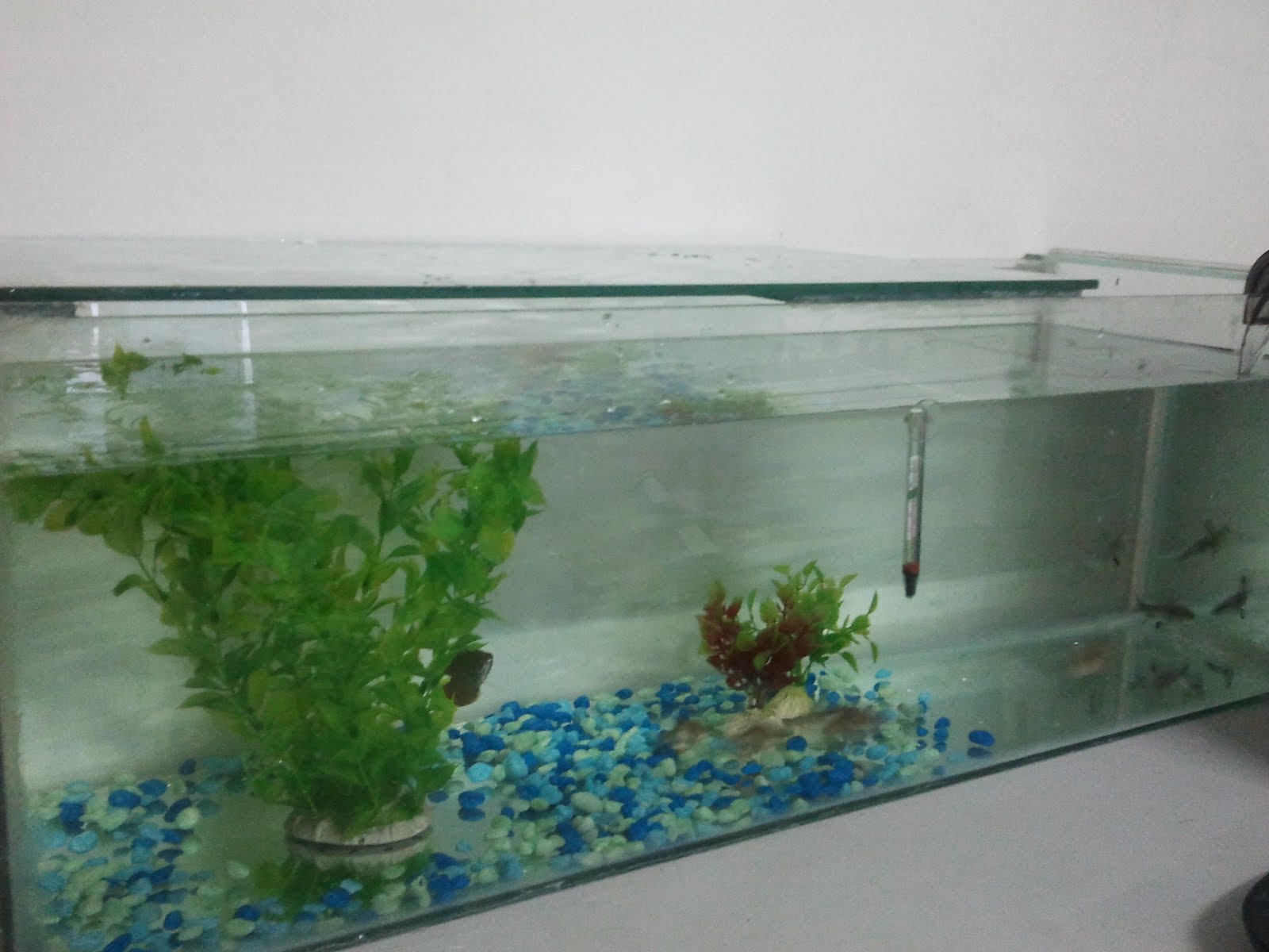 SESUATU YANG INDAH akuarium baru!