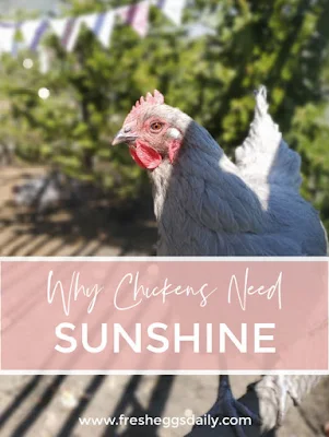 why chickens need sunshine