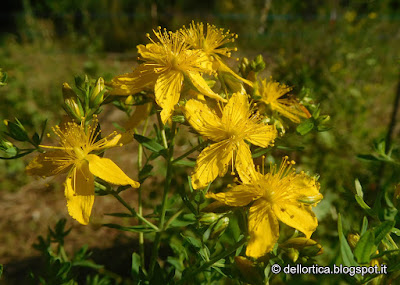 azienda agricola dell'ortica a Savigno Valsamoggia in Appennino vicino Zocca escursioni birdwatching riconoscimento erbe spontanee ed alimentari erbe officinali flora e fauna selvatica