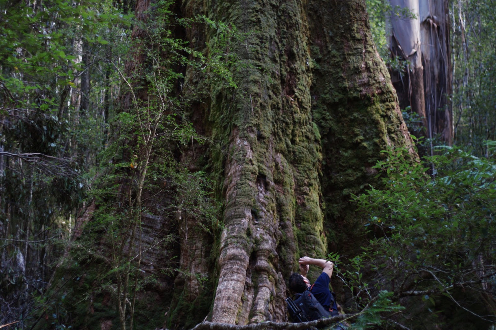 Which is the tallest tree in the world discovered List of the tallest