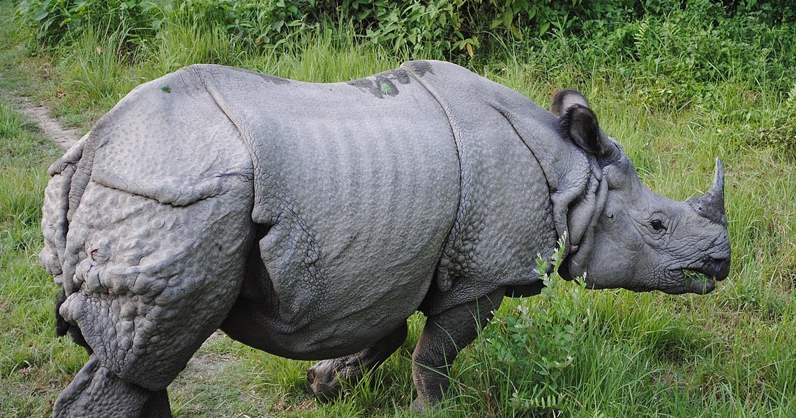 Sources And Methods What Is A "Gray Rhino" And How Do I Tackle One