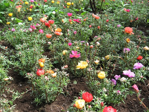 Cara Merawat dan Budidaya Krokot Mawar  Portulaca 