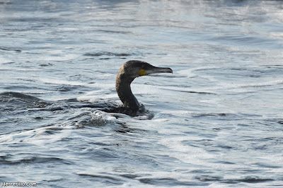 Corb marí gros (Phalacrocorax carbo)