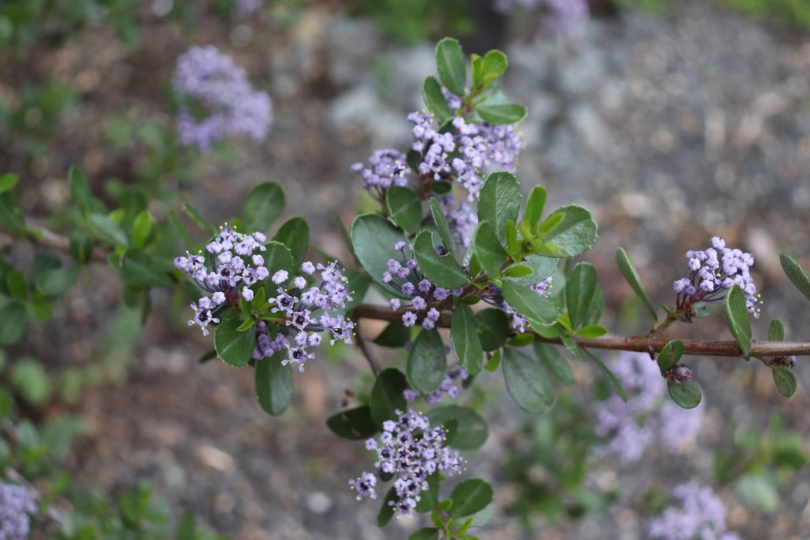 A Guide To Northeastern Gardening 18 Summer Blooming Shrubs For