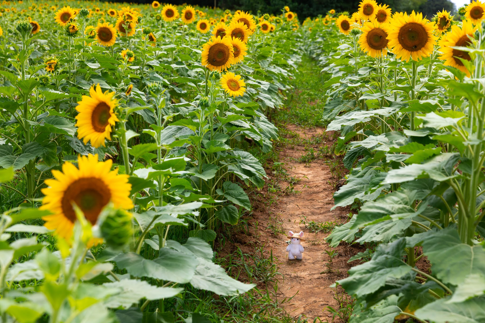 Strolling Down the Sunflower Field