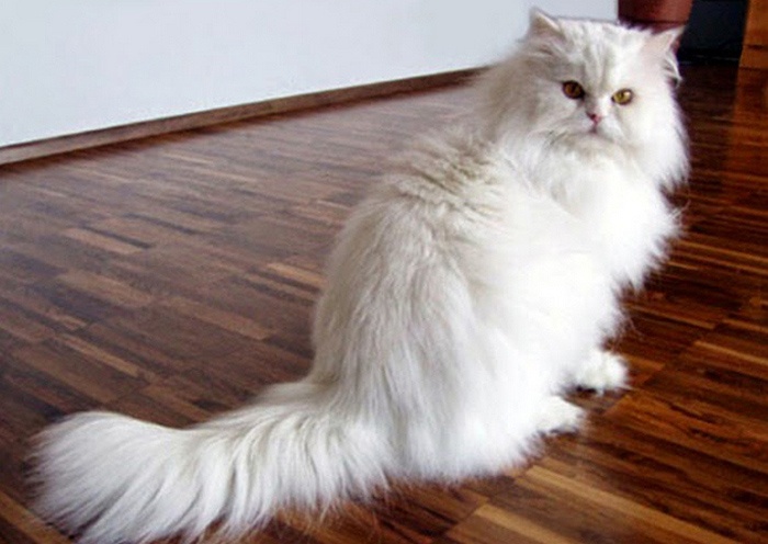 jenis kucing garfield, jenis kucing anggora, jenis kucing persia, jenis kucing persia medium, jenis kucing persia termahal, jenis kucing siam, jenis kucing bengal, jenis kucing kampung, nama kucing jantan, nama kucing betina, nama kucing nabi, nama kucing lucu, nama kucing, mimpi kucing, nama kucing nabi muhammad, nama kucing keren, nama nama kucing