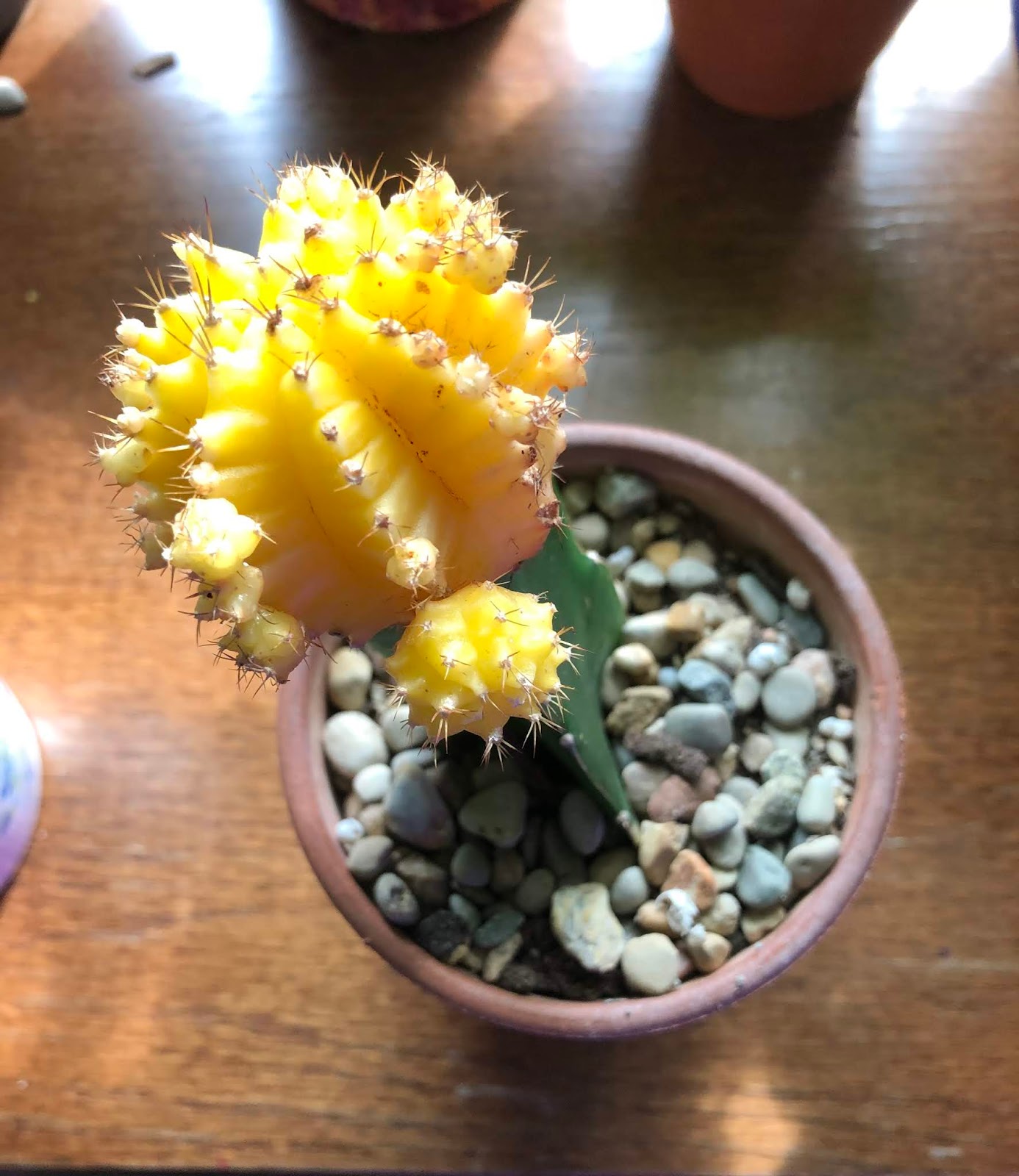 Lily's Indoor Jungle Moon Cactus Care and Tips