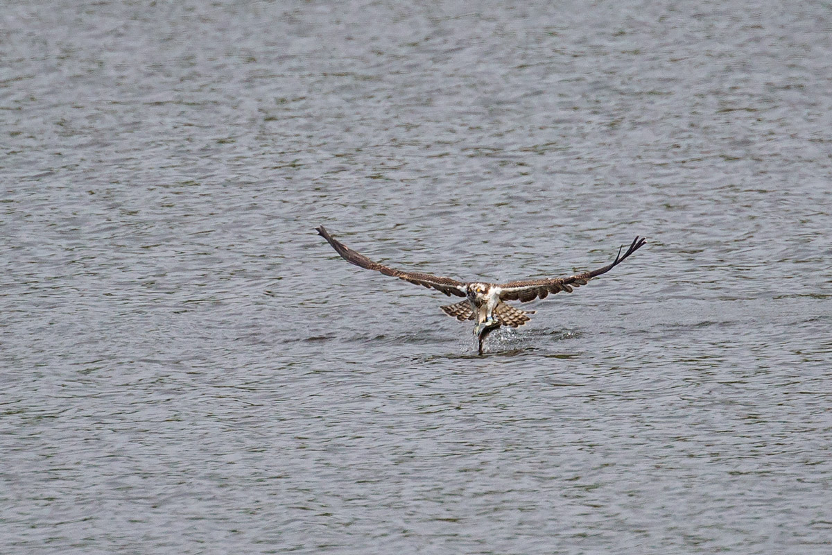 Darley Dale Wildlife Osprey Ogston Reservoir