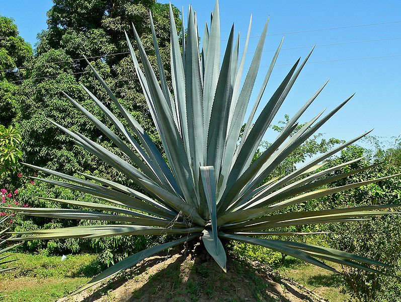 Musings of a Biologist and Dog Lover: Crazy Plants: Blue Agave