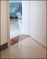 Cute Cat GIF • Shy and elegant white cat doing the purrfect cat walk like a top Meowdel.