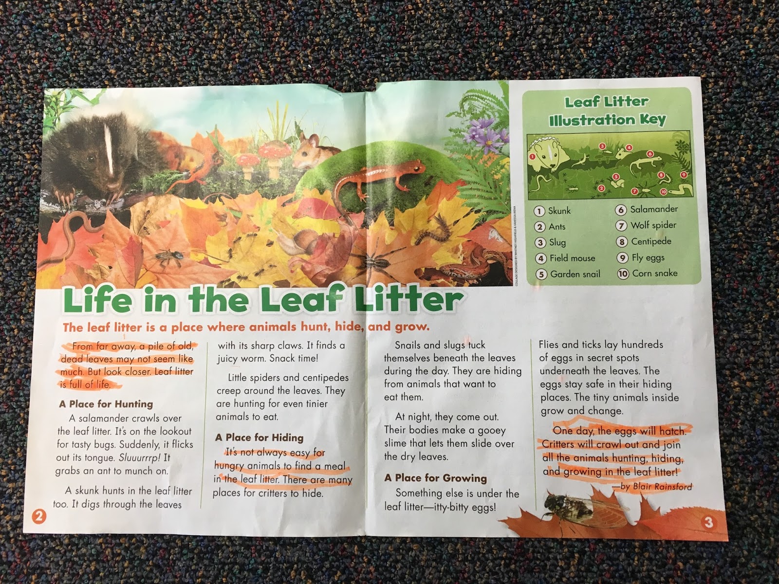 Inside the Lines Outside the Box Leaf Litter