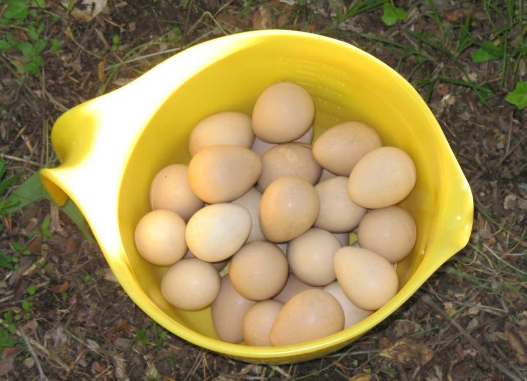Razzberry Corner Not one guinea egg hatched!