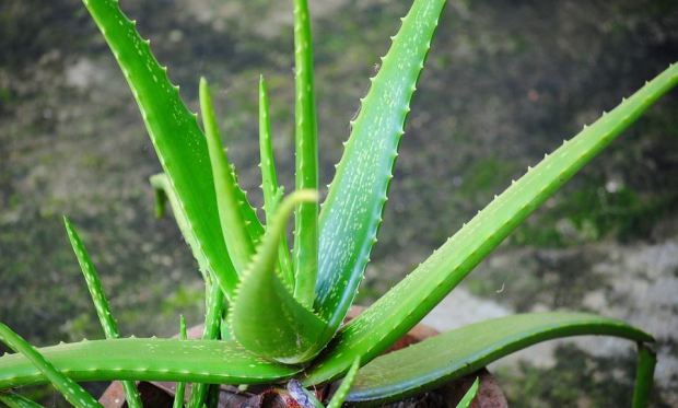 Lidah Buaya untuk Kesehatan Rambut dan Wajah Lidah Buaya untuk Kesehatan Rambut dan Wajah