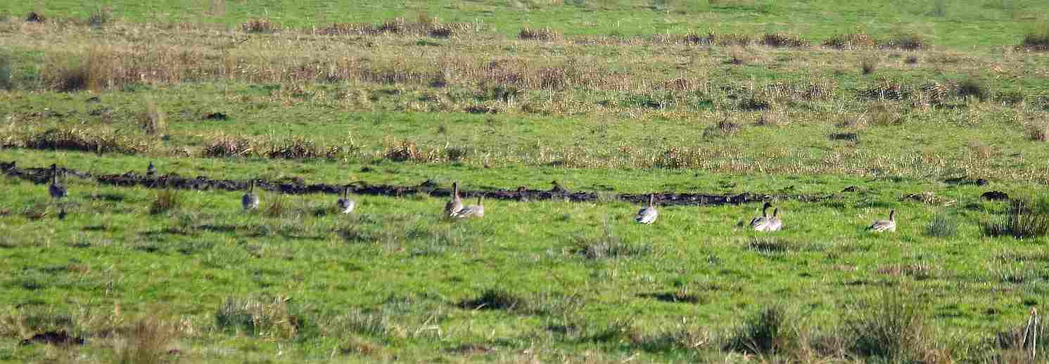 Birds of the Heath Bean Geese at Buckenham RSPB