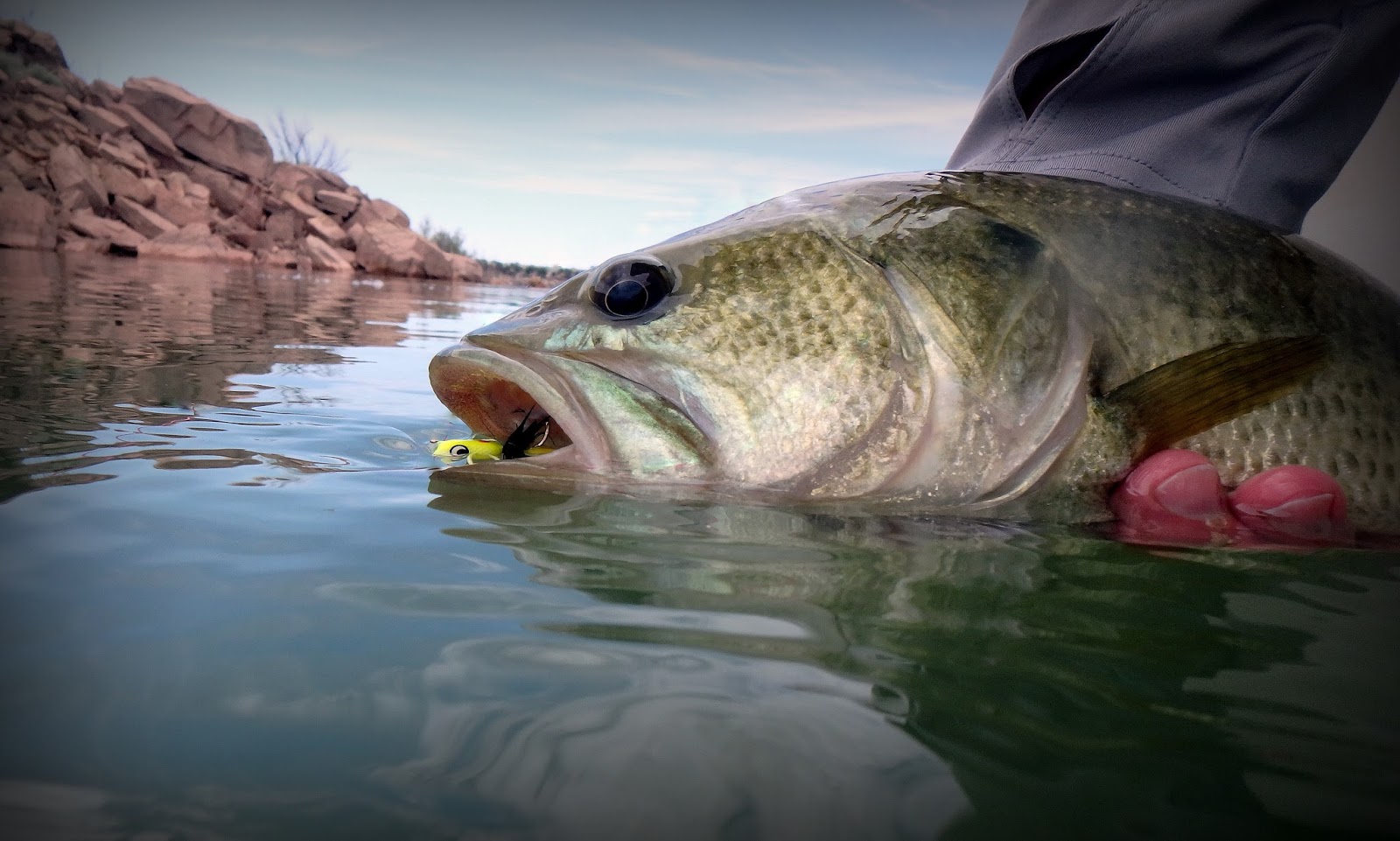 Bamboo Tattoo On Back Body Shoulder Cool 2015 Yuvasamvaa