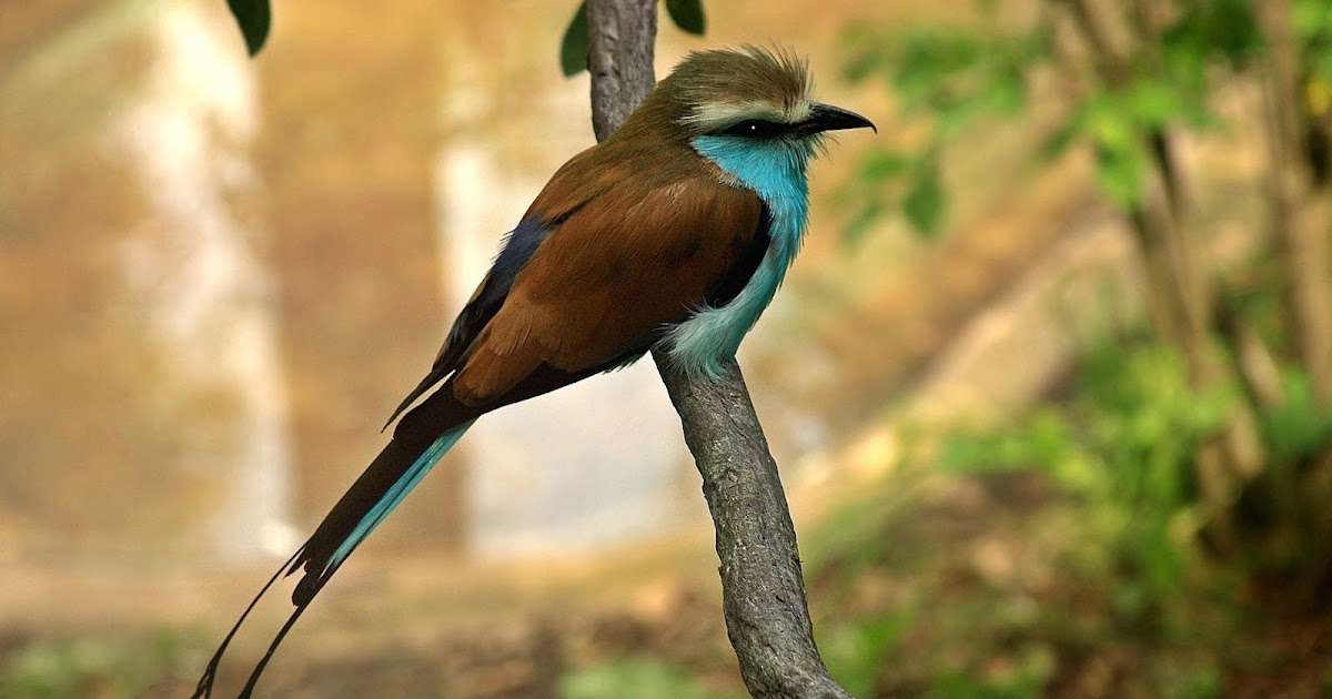 Birds HD Desktop wallpapers Whatsapp Status, Images, DP Images, SMS